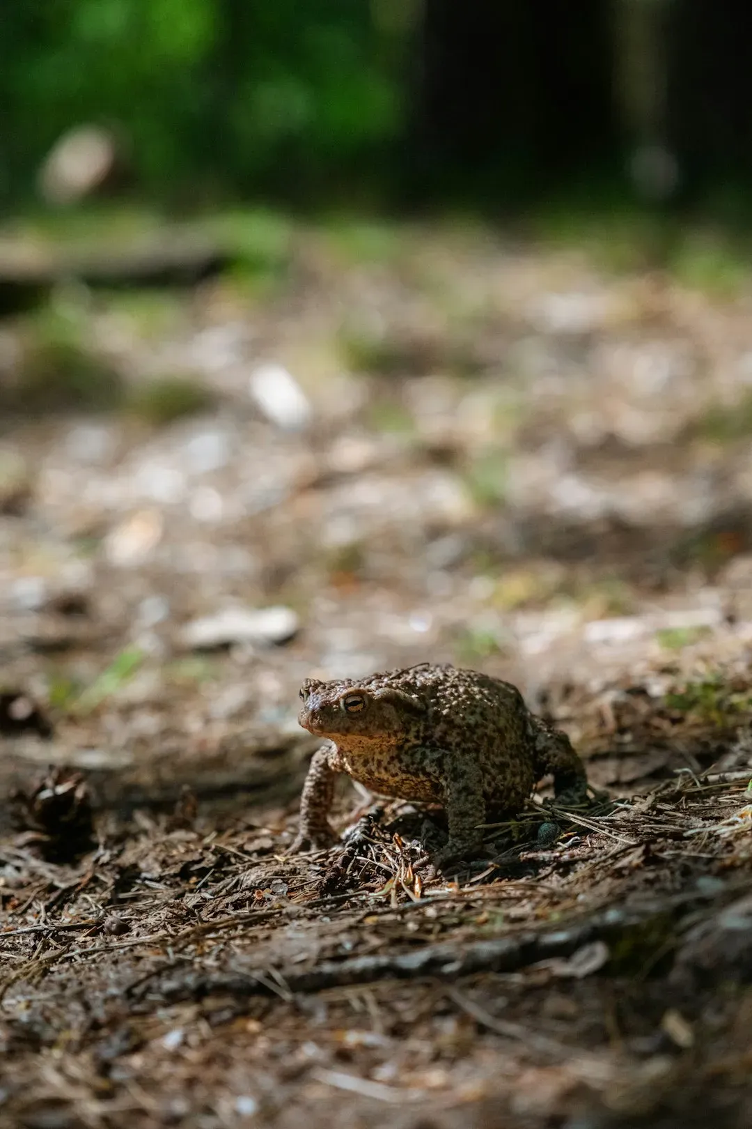 6. The Spadefoot Toad's Underground Suspended Animation (Image Credits: Unsplash)