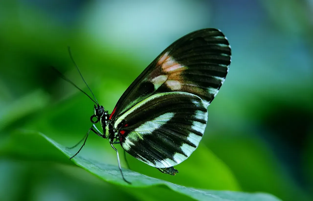 The Heliconius Mystery: A Hybrid Hiding in Plain Sight (Image Credits: Pixabay)
