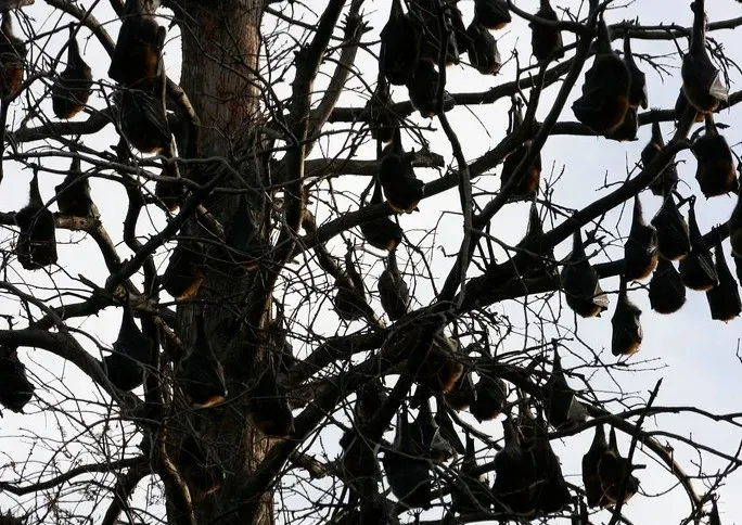 How Communities Can Support Local Bats (Image Credits: Flickr)