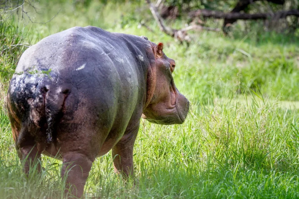 8. Wildlife Conservation Expos Inspire Global Action (Image Credits: Stocksnap)