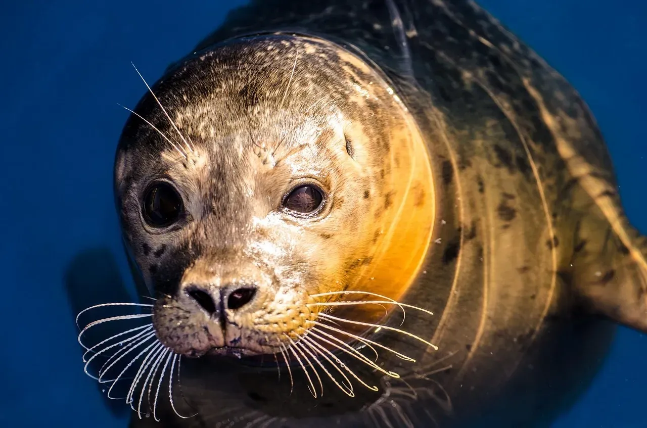 Capricorn: The Determined Bearded Seal (Image Credits: Pixabay)