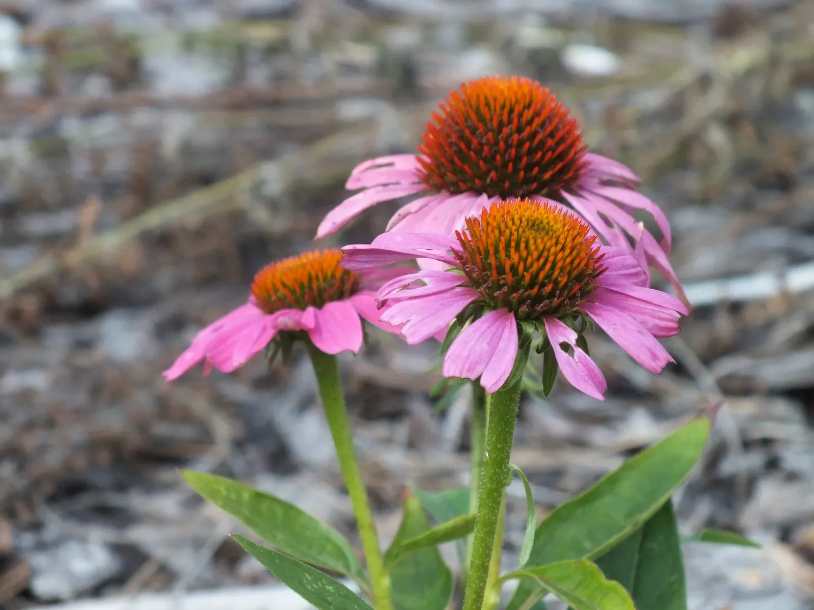 9. Purple Coneflower (Echinacea): Wildflower-Tough and Wildlife-Friendly (Purple ConeflowerUploaded by AlbertHerring, Public domain)