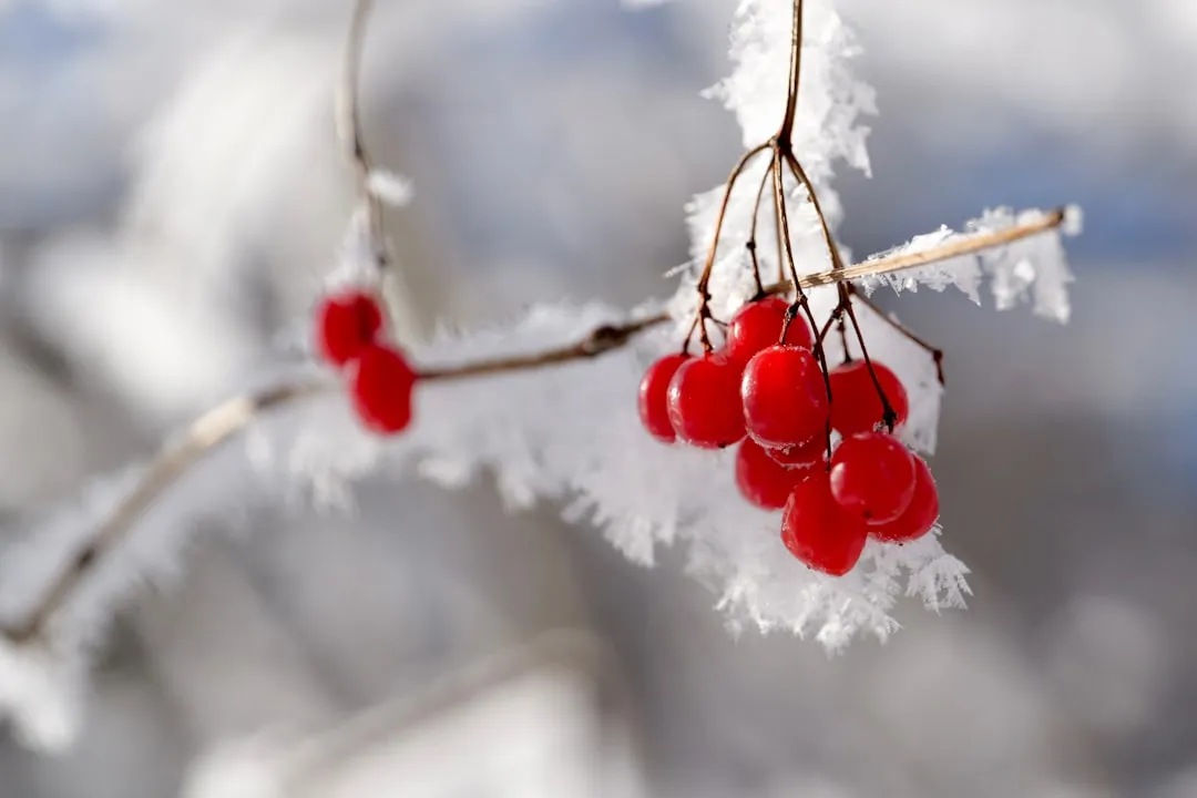 5. Plant Berry-Rich Shrubs and Trees for Future Winters (Image Credits: Unsplash)