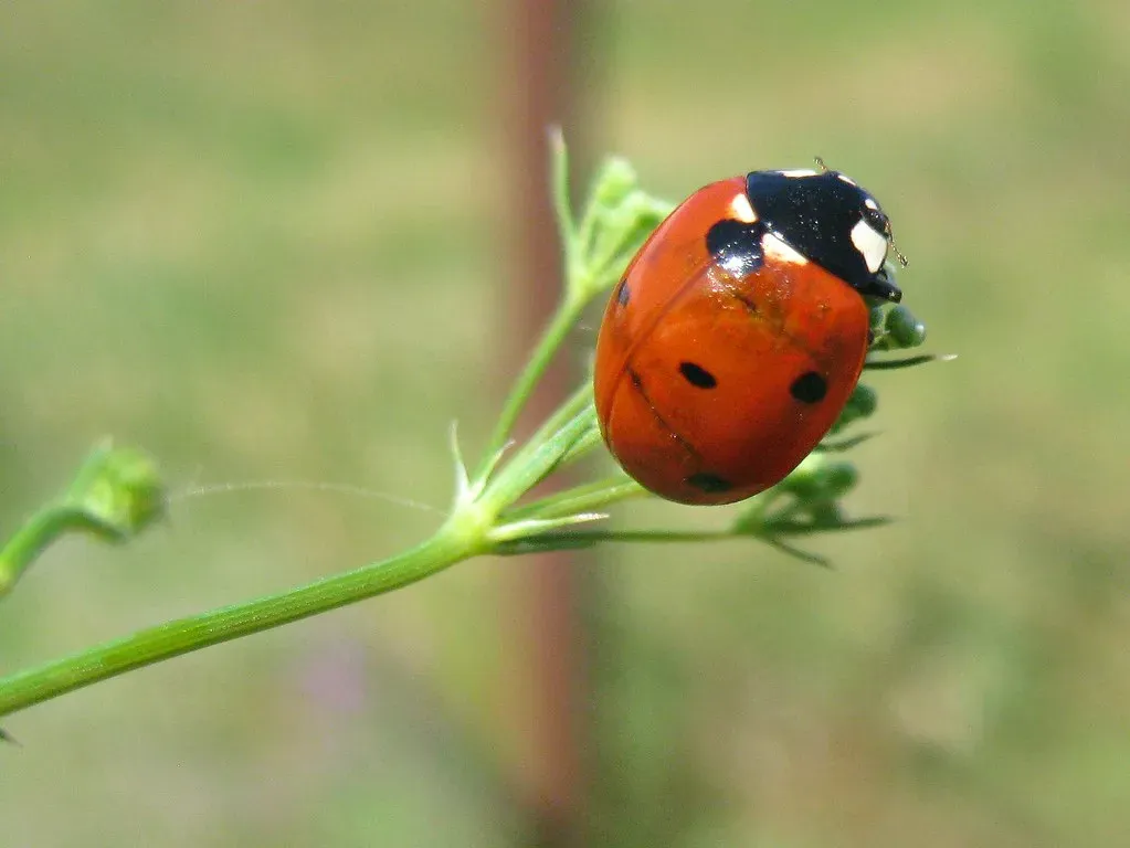 The Complex World of Insect Forecasters (Image Credits: Flickr)