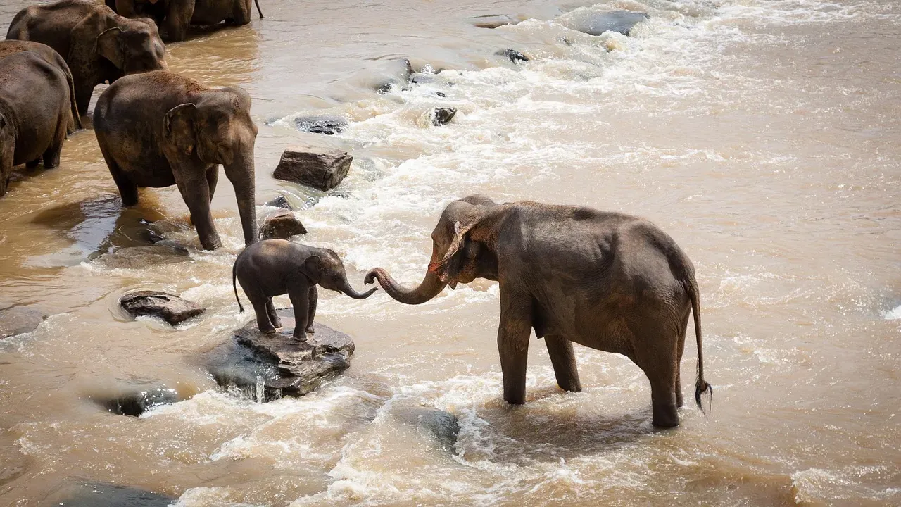 African Elephants: The Village Raises the Calf (Image Credits: Pixabay)