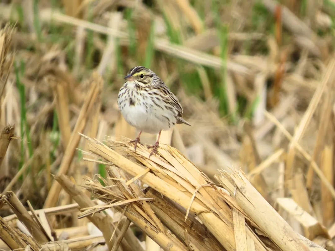 Field Sparrow (Image Credits: Unsplash)