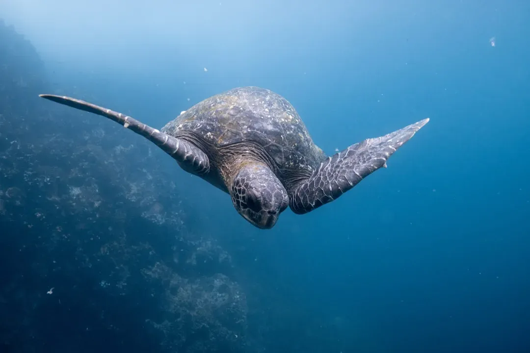 #6: A Single Leatherback Can Swim Over 10,000 Miles in a Year (Image Credits: Unsplash)