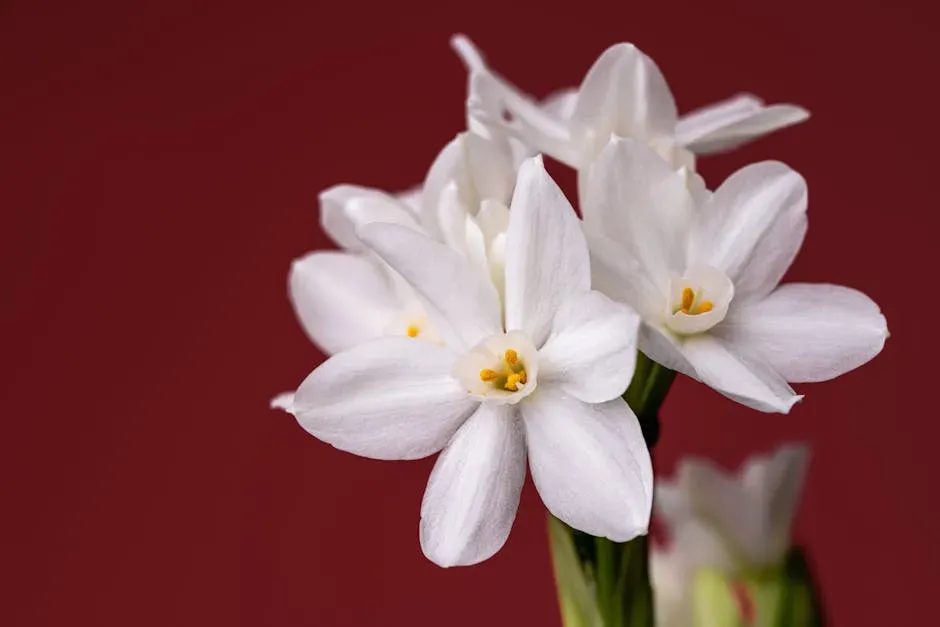 Sagittarius (November 22 – December 21): Narcissus (Winter Paperwhite) (Image Credits: Pexels)