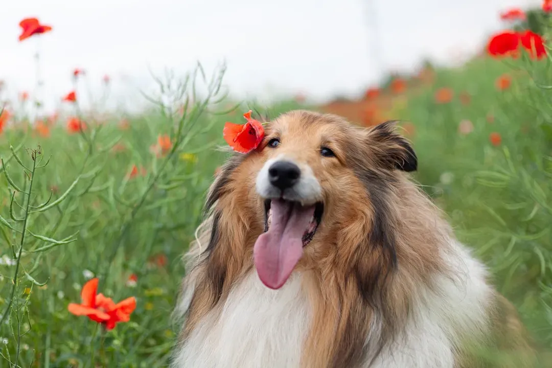 7. Rough Collie - Lassie Was Not Just a Movie Character (Image Credits: Unsplash)