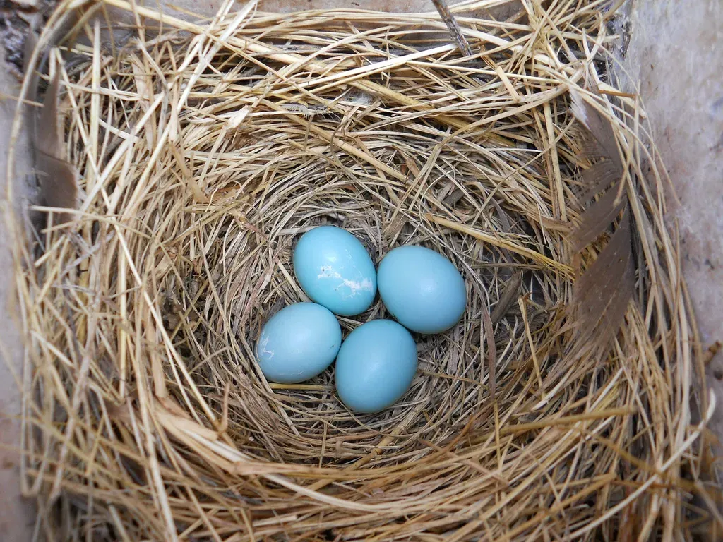#7: Ordinary People Brought Them Back from the Brink (Image Credits: Flickr)
