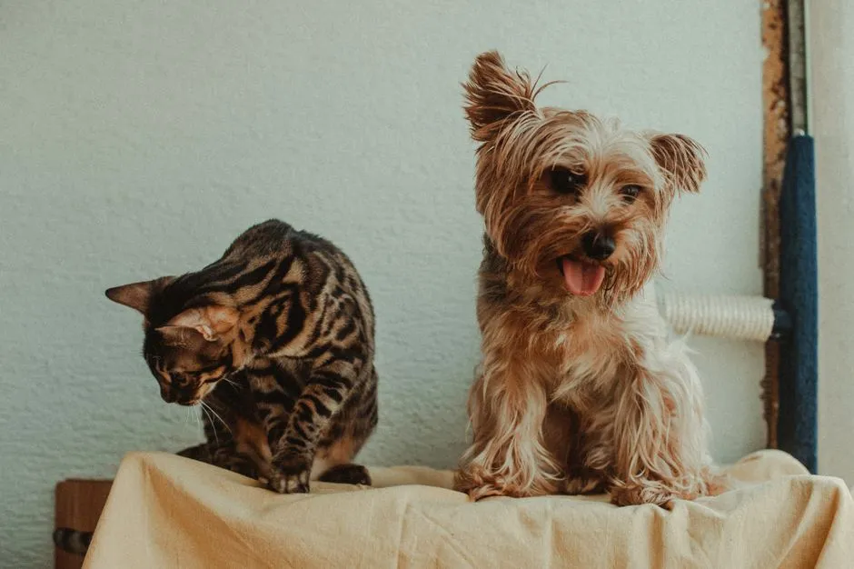 Introducing New Pets or People Too Fast (Image Credits: Pexels)