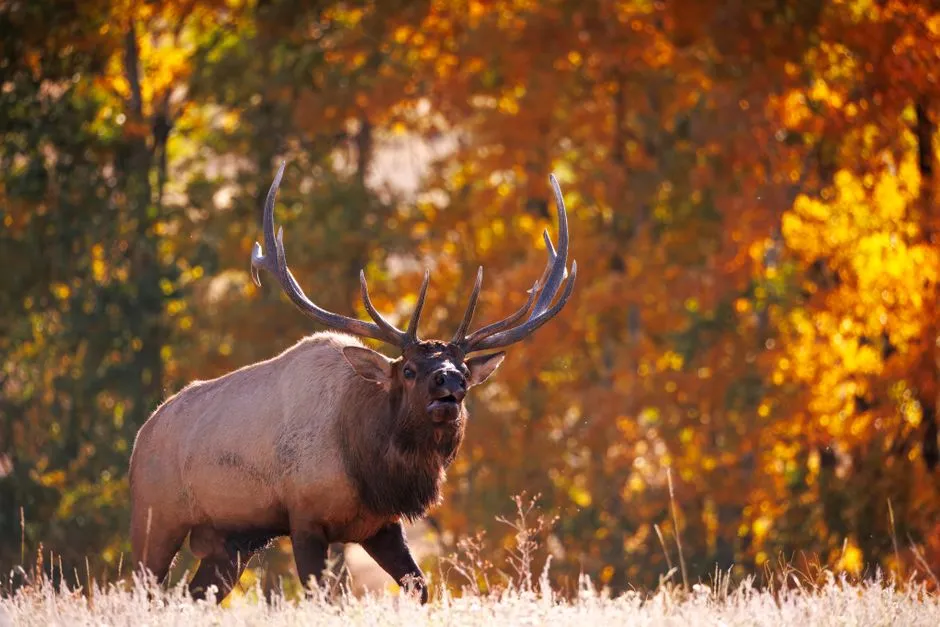 Seasonal Shifts: Nature's Calendar (Image Credits: Pexels)