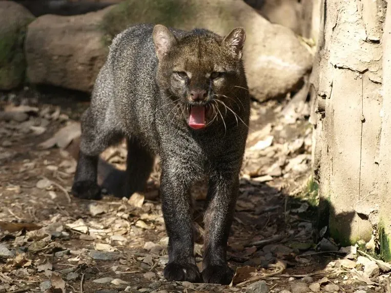 Habitat Loss is Their Biggest Threat (Image Credits: Wikimedia)