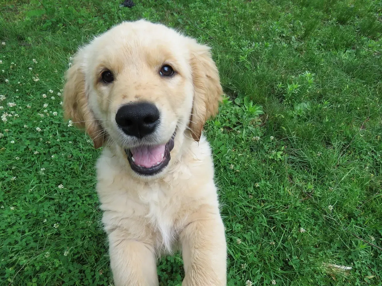 #2. Golden Retriever (Image Credits: Pixabay)