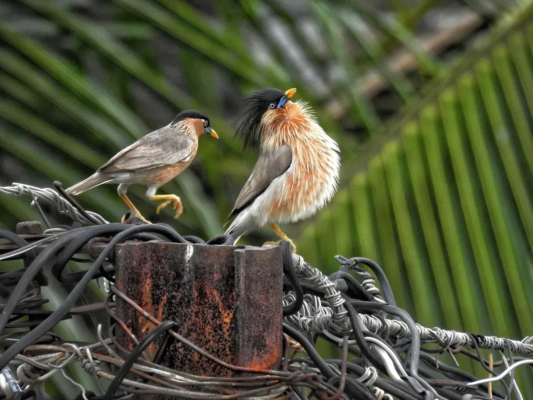 Hanalei National Wildlife Refuge: Island Conservation in Paradise (Image Credits: Unsplash)