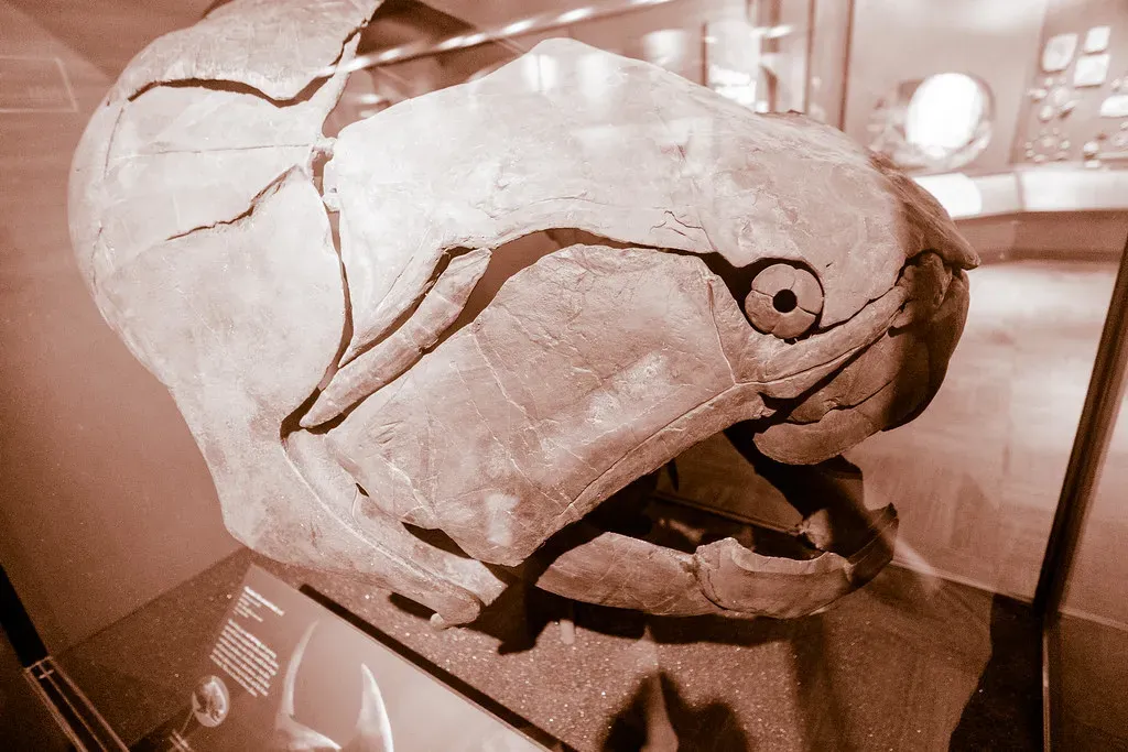 Dunkleosteus (ToastyKen, Flickr, CC BY 2.0)