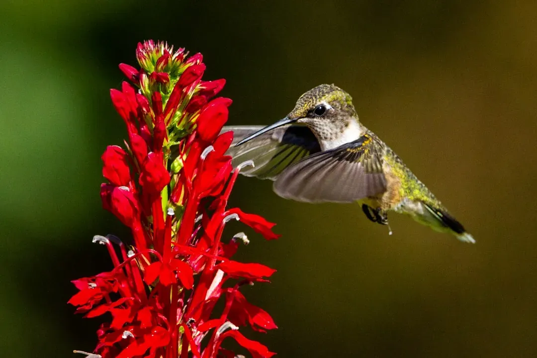 Cardinal Flower: A Hummingbird Magnet (Image Credits: Unsplash)