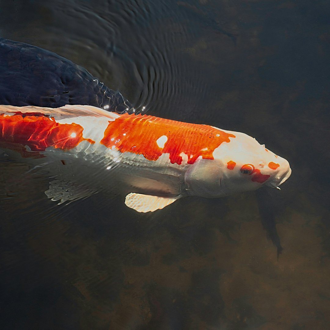 Vision Doesn't Matter: The Blind Salmon's Success Story (Image Credits: Unsplash)
