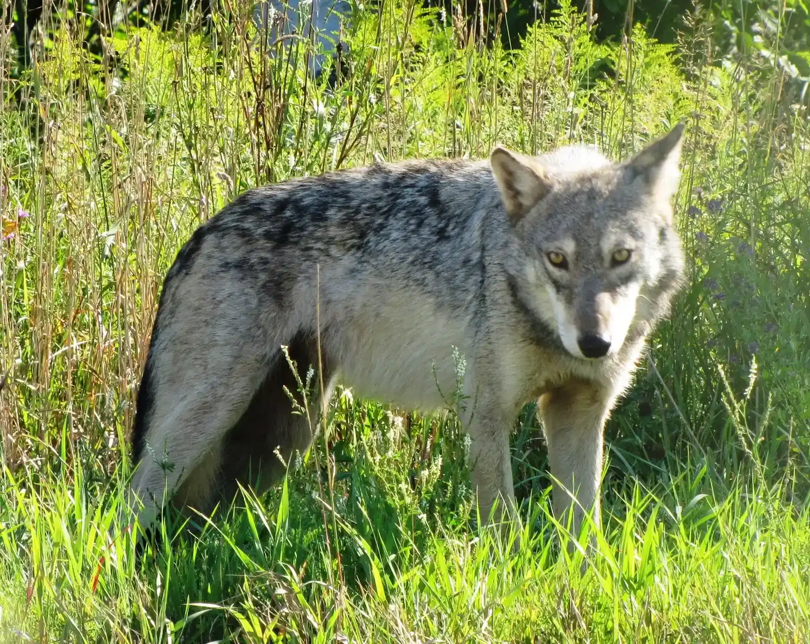 Conclusion: A Recovery That Has Outgrown Its Origins (Female Gray Wolf, CC BY-SA 2.0)