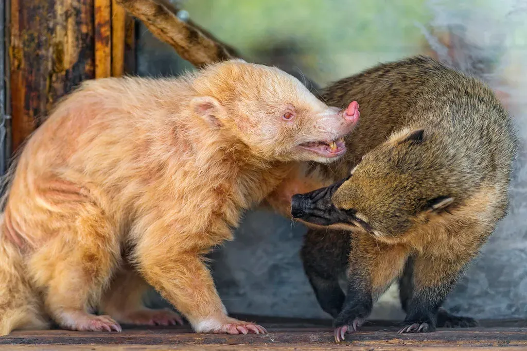 Female Coatis Have Bigger Brains Than Males (Image Credits: Flickr)