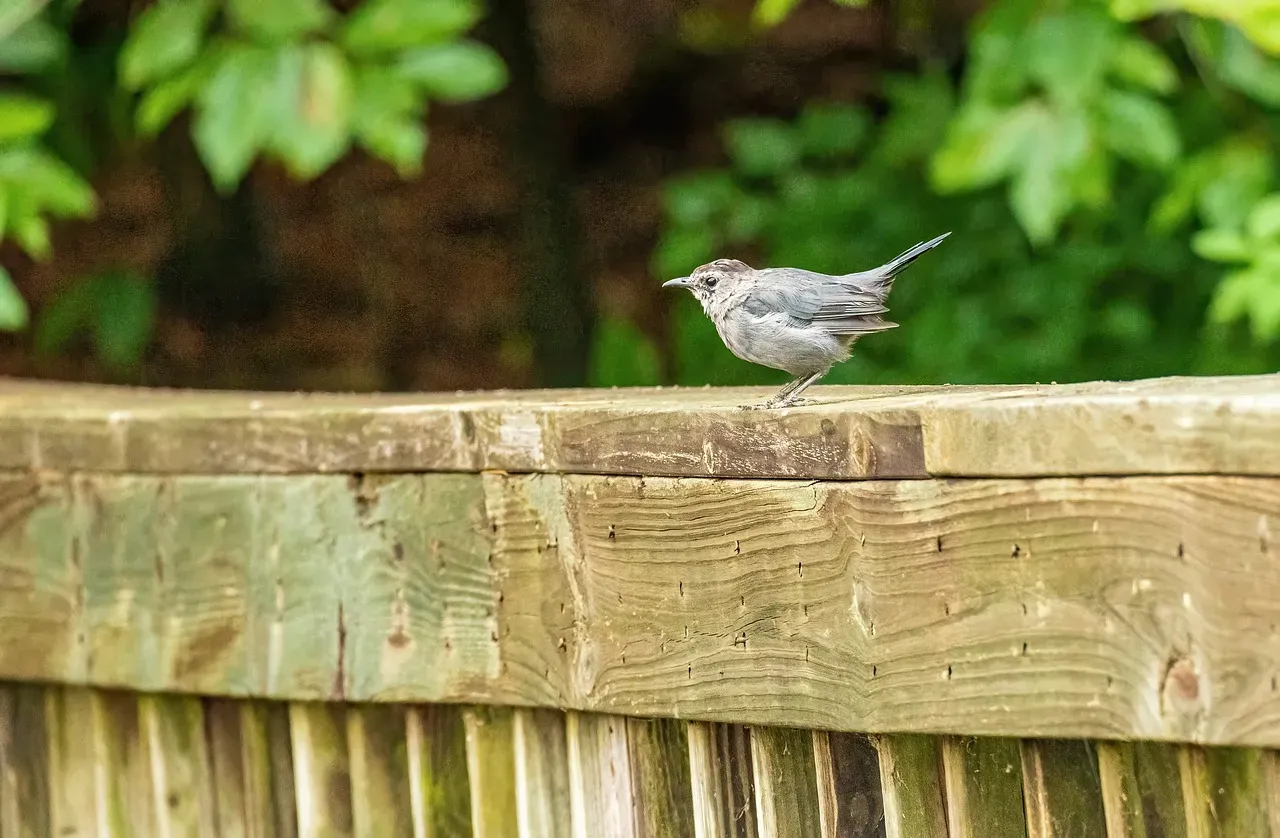 #5. Their Song Has No Repeats, Which Sets Them Apart From Mockingbirds (Image Credits: Pixabay)