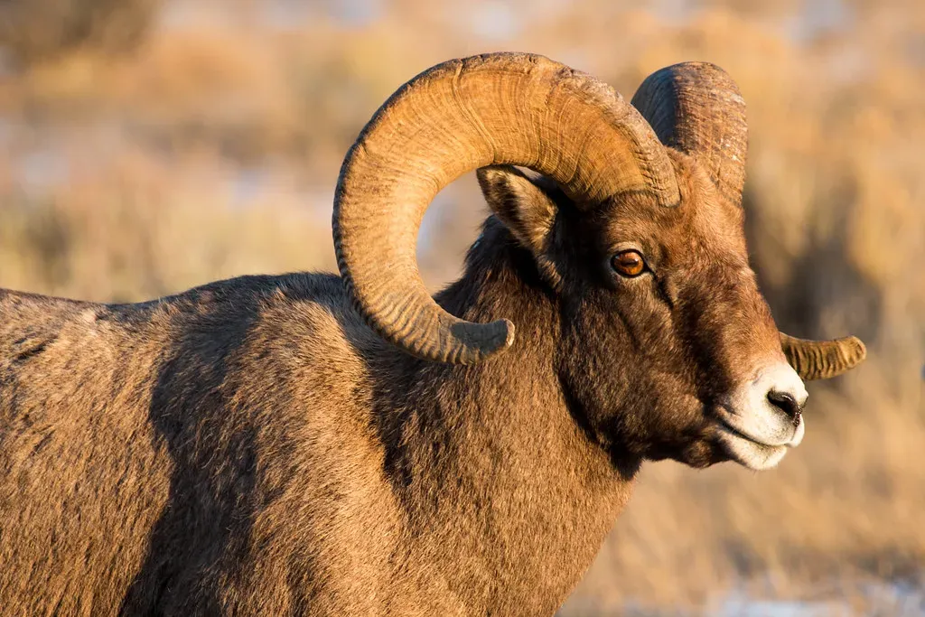 Those Massive Horns Are More Than Just Impressive (Image Credits: Flickr)