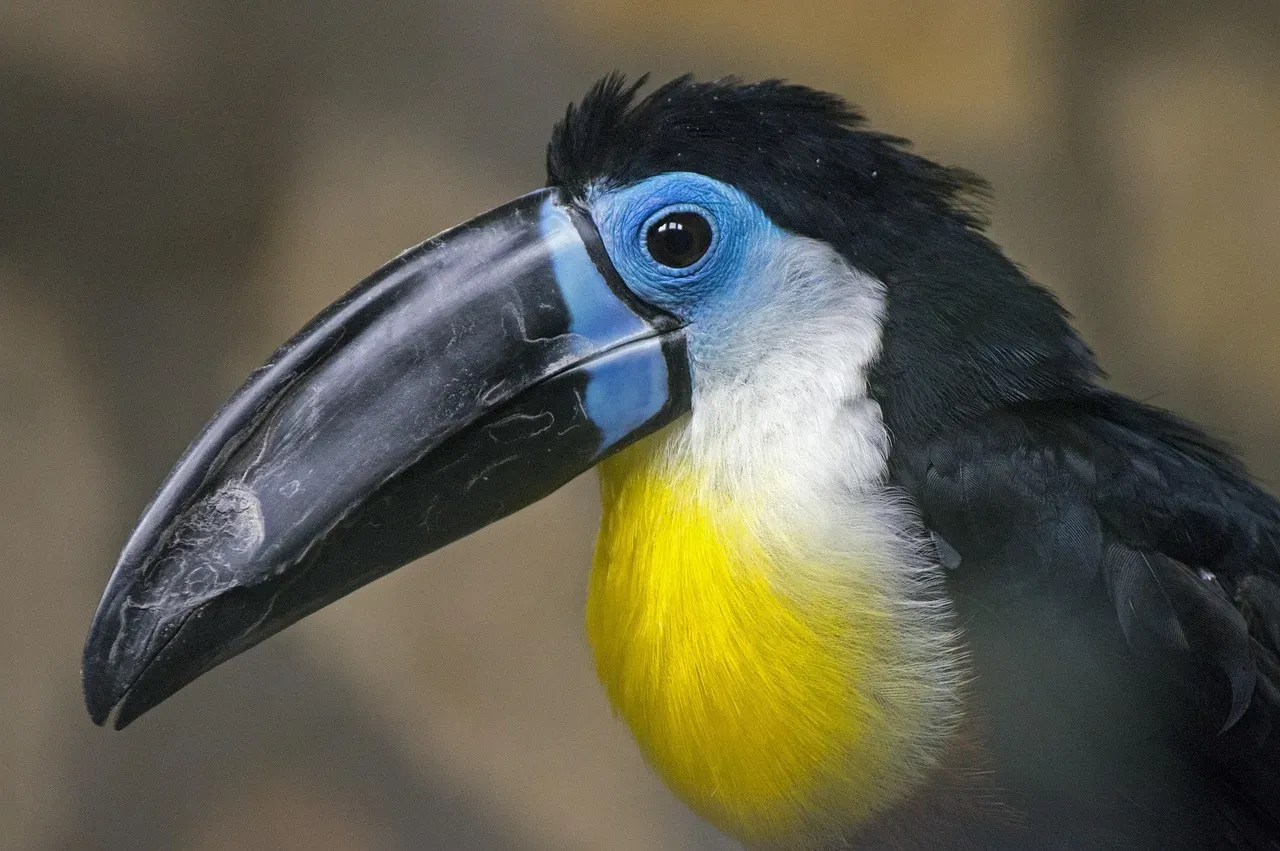 Sagittarius (November 22 &ndash; December 21): The Toucan (Image Credits: Pixabay)