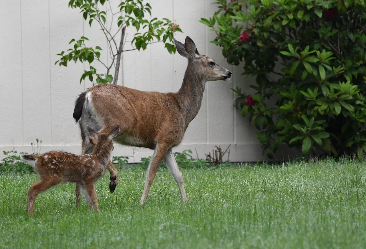 #2. Suburban Backyards Have Quietly Become Prime Deer Territory (Image Credits: Pixabay)