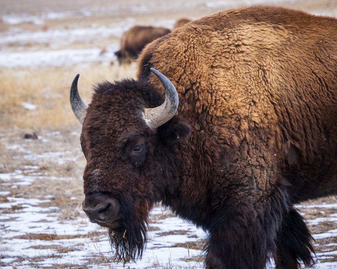 Wichita Mountains Wildlife Refuge - Bison Conservation Birthplace (Image Credits: Unsplash)