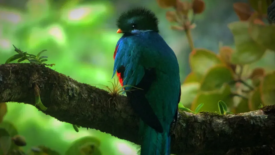 Resplendent Quetzal: Jewel of the Cloud Forest (Image Credits: Unsplash)