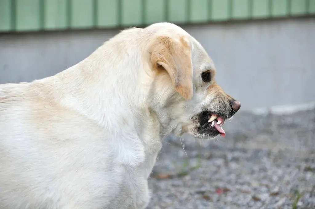 2. The Growl: A Warning Worth Respecting (smerikal, Flickr, CC BY-SA 2.0)