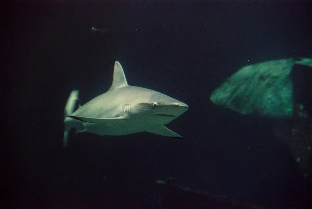 Why Male Sharks This Size Are So Incredibly Rare (Image Credits: Unsplash)