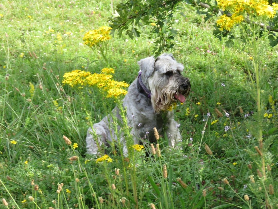 Miniature Schnauzer - The Bearded Buddy (Image Credits: Unsplash)