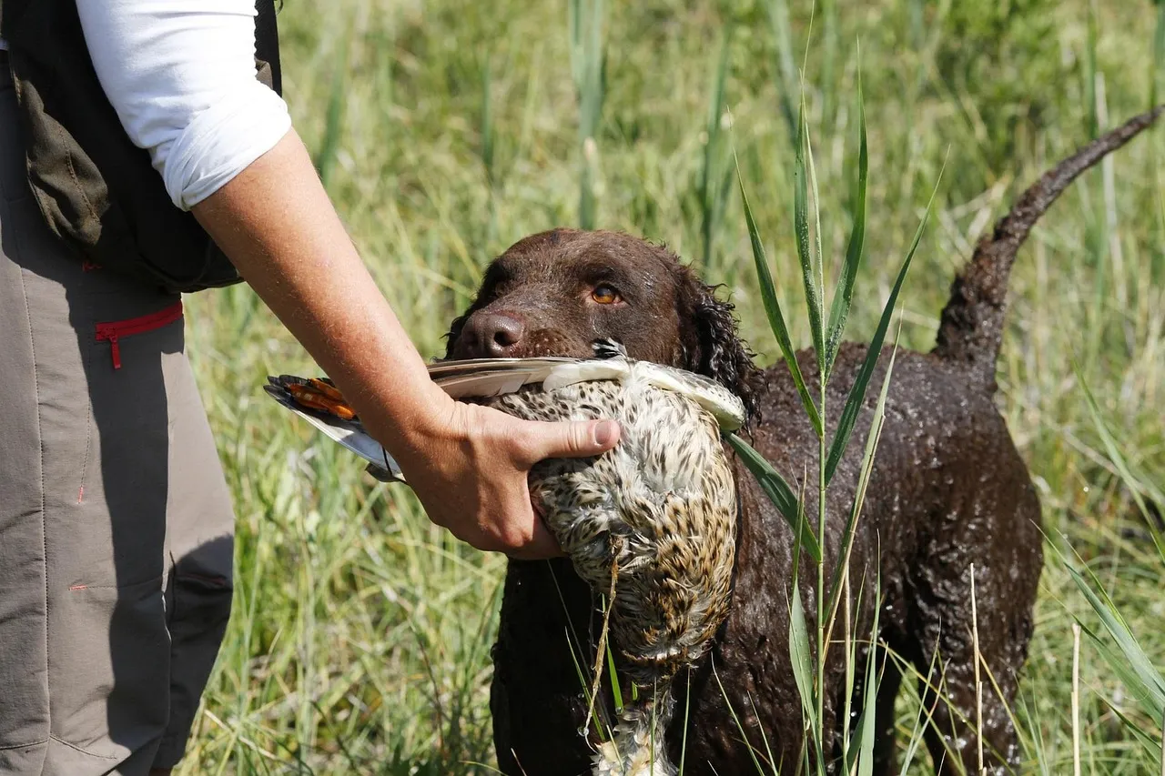 #13 - Curly-Coated Retriever: The Retriever Everyone Forgot Existed (Image Credits: Pixabay)