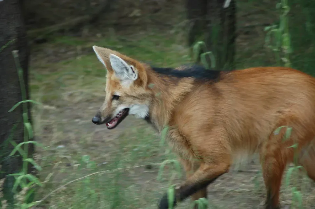Libra (September 23 – October 22): The Maned Wolf (Pascal Vuylsteker, Flickr, CC BY-SA 2.0)