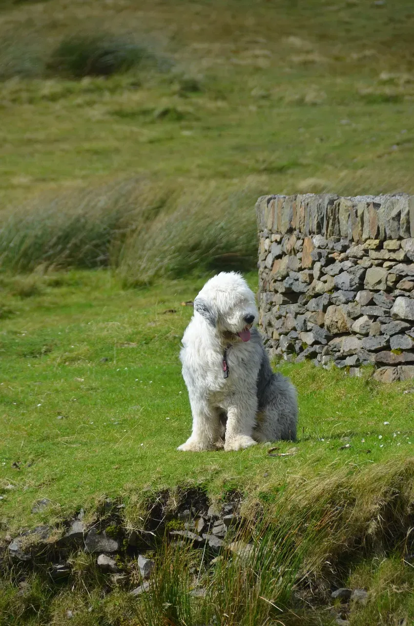 #6 – Old English Sheepdog (Image Credits: Pixabay)