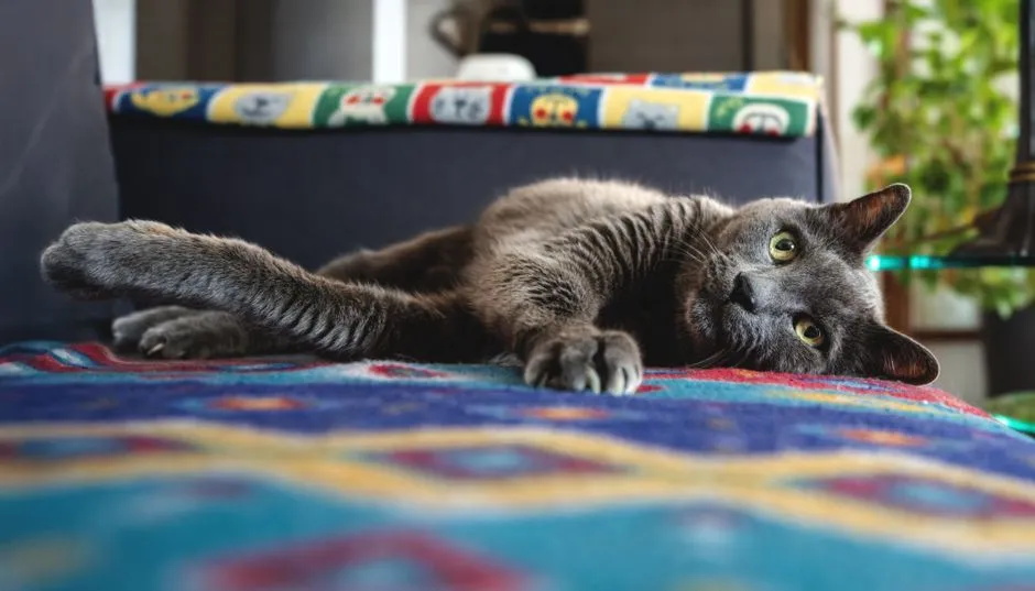 #14 - Normal Napping vs. "Checking Out" (Image Credits: Pexels)