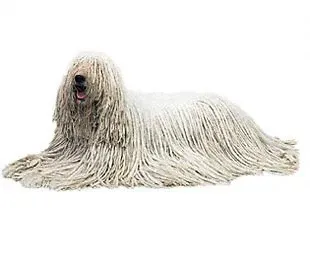 The Komondor: The Disguise Artist of the Flock (Image Credits: Wikimedia)