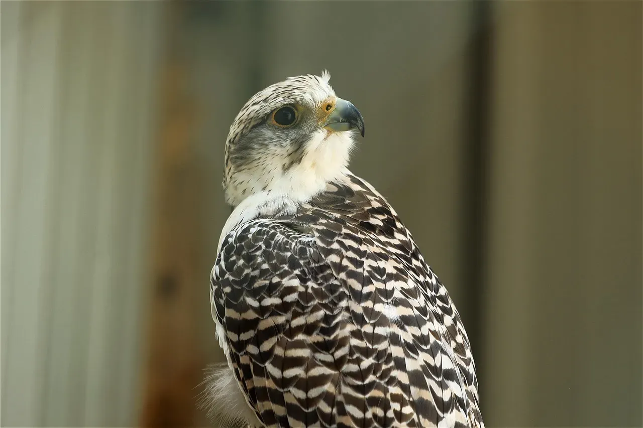 4. The Peregrine Falcon: Skyscrapers as Cliffs (Image Credits: Pixabay)