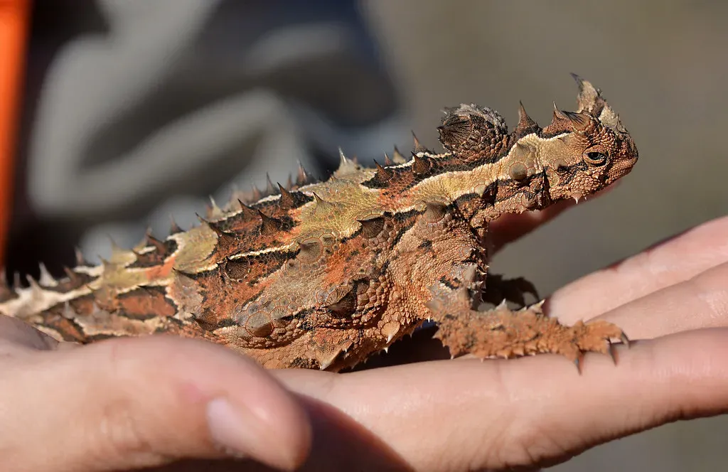 4. The Thorny Devil: Drinking Through Its Own Skin (jeans_Photos, Flickr, CC BY 2.0)