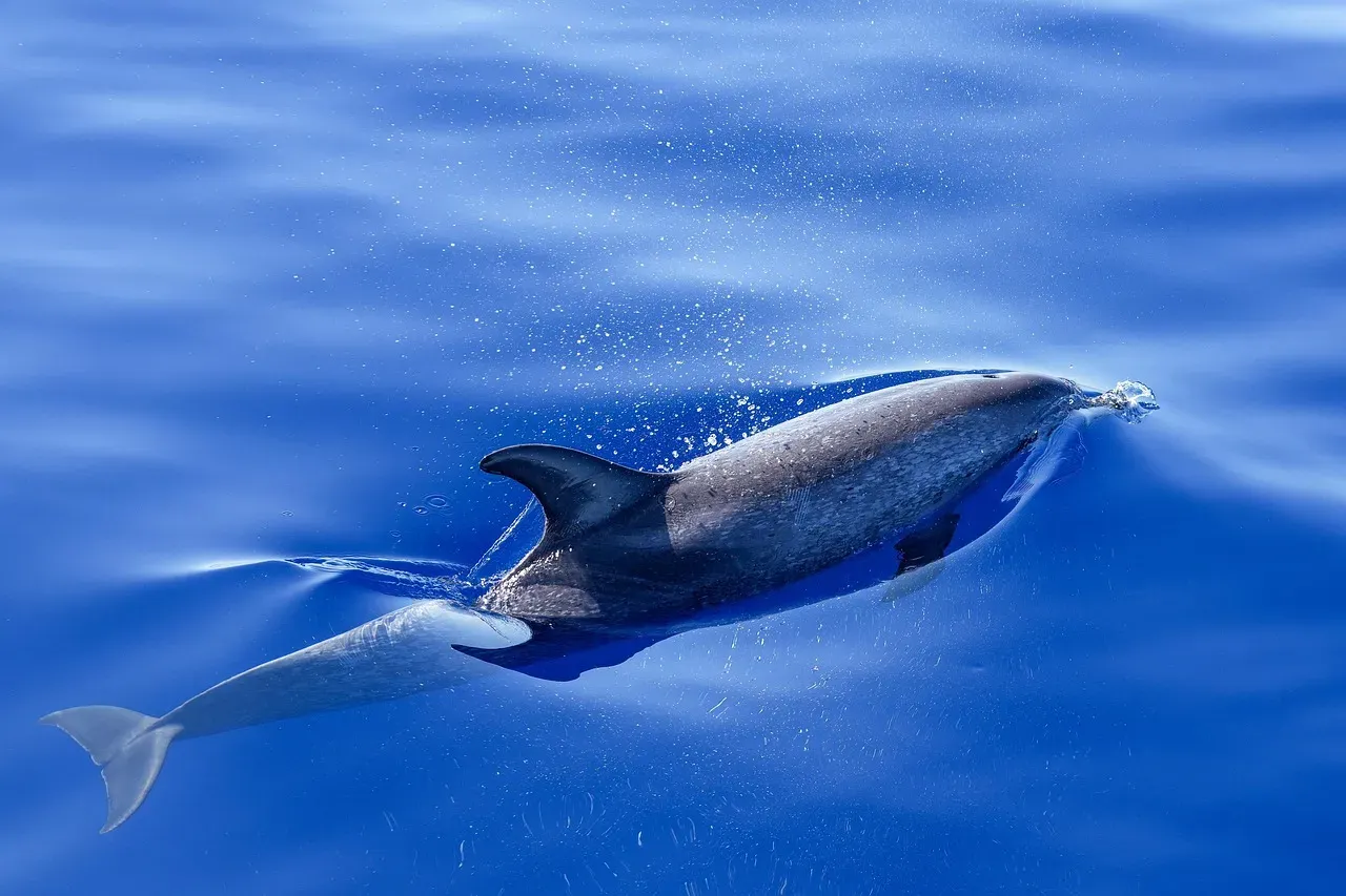 The Dolphin Energy: Playfulness Meets Protection (Image Credits: Pixabay)