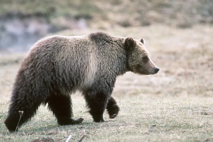 5. Glacier National Park, Montana: The Last Refuge of the Mountain Grizzly (By NPS photo, Public domain)