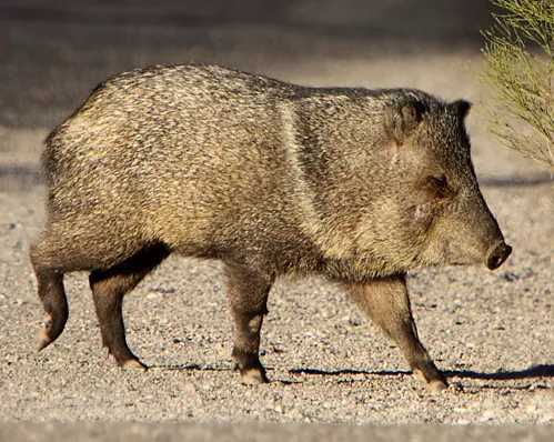 The historical fourth: where javelinas used to roam (Flickr: Collared Peccary crossing the road., CC BY 2.0)