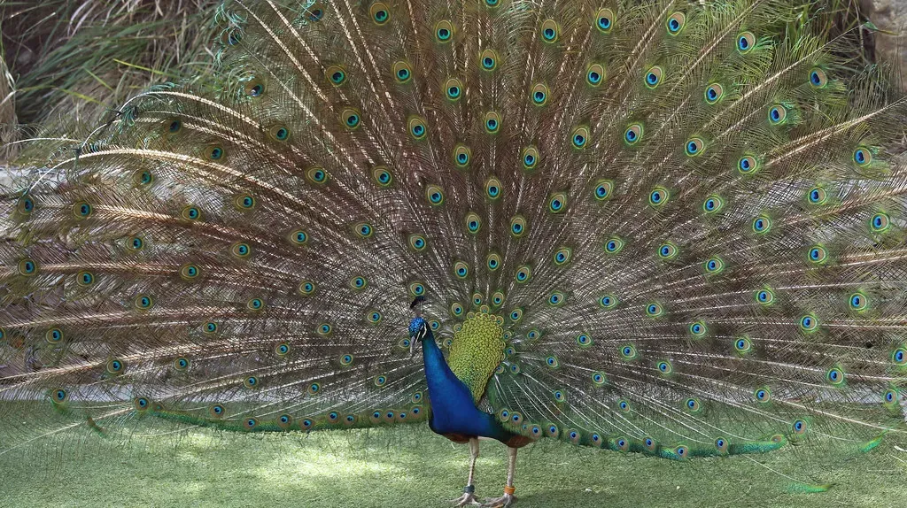 7. Peacock Feathers - Beautiful Curse or Sacred Blessing? (robynejay, Flickr, CC BY-SA 2.0)