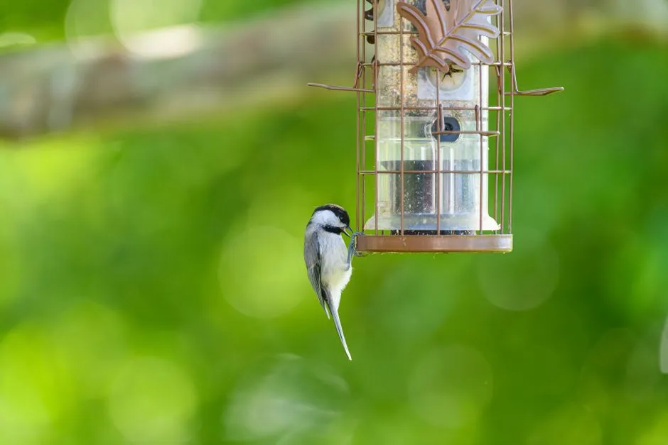 #6: Keep Feeders Clean or Skip Them Altogether (Image Credits: Pexels)