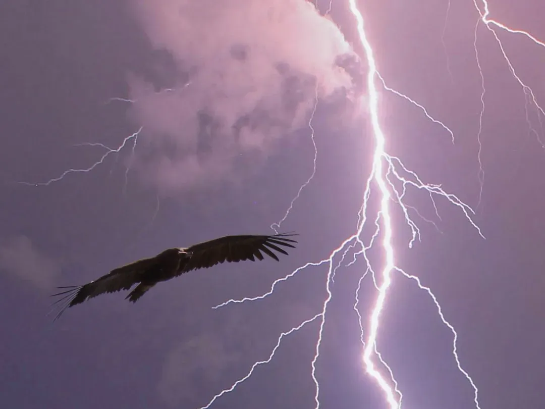 Thunderbird: Divine Messenger of the Skies (Image Credits: Unsplash)