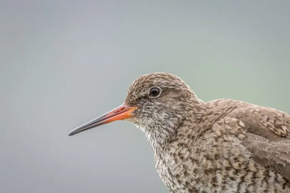 Red Knot: A Long-Distance Flier Losing Its Footing (Image Credits: Pexels)