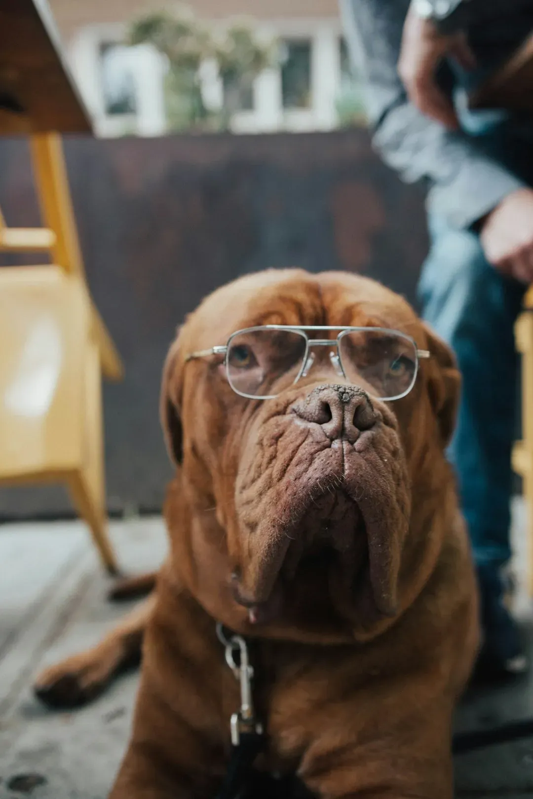 6. Delivers Goofy Quirks for Laughs (Image Credits: Unsplash)