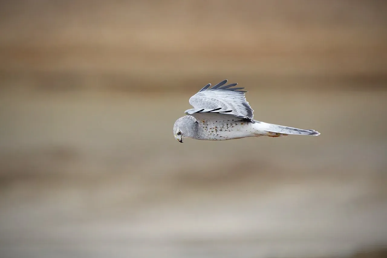 The Bird of Kings: An Epic History With Humanity (Image Credits: Pixabay)