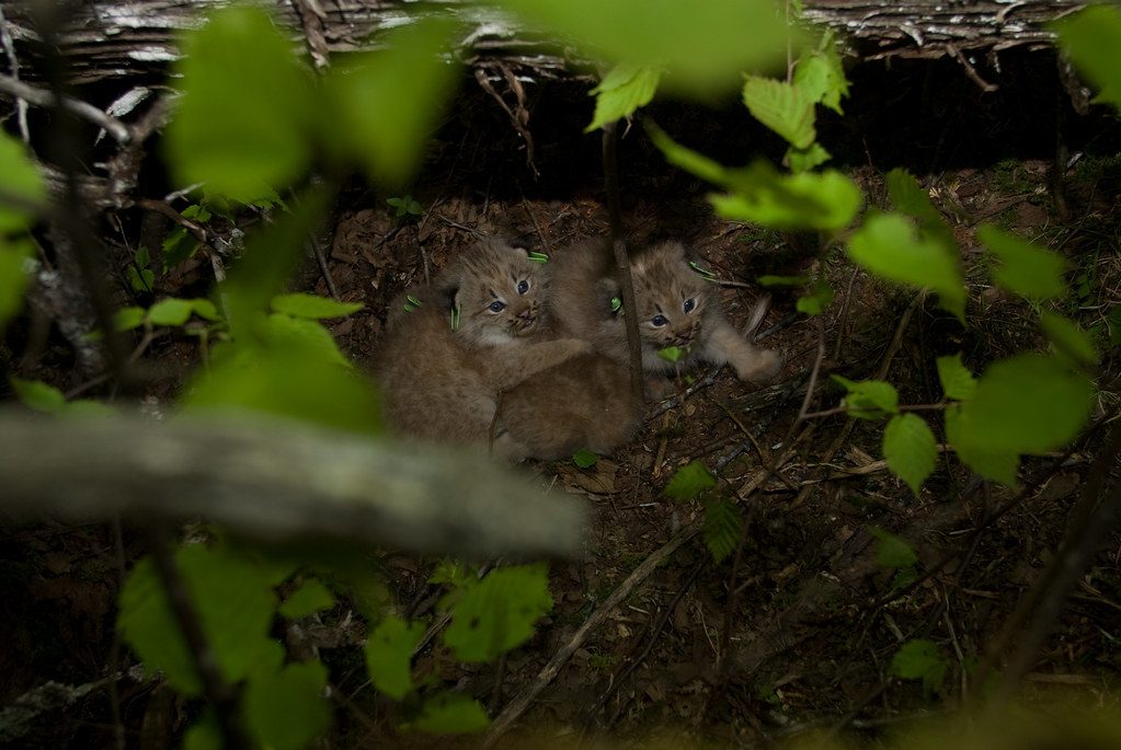 Canada Lynx: Ghostly Cats of the North Woods (Image Credits: Flickr)